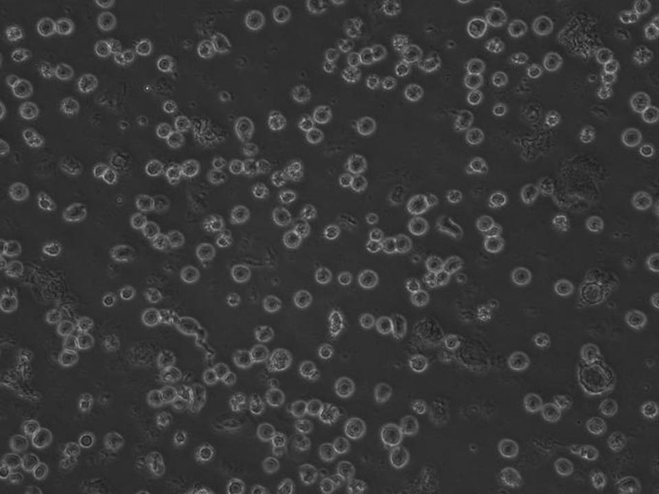 UT-7 TPO - Human Megakaryocytic cells - Viability 51 per cent